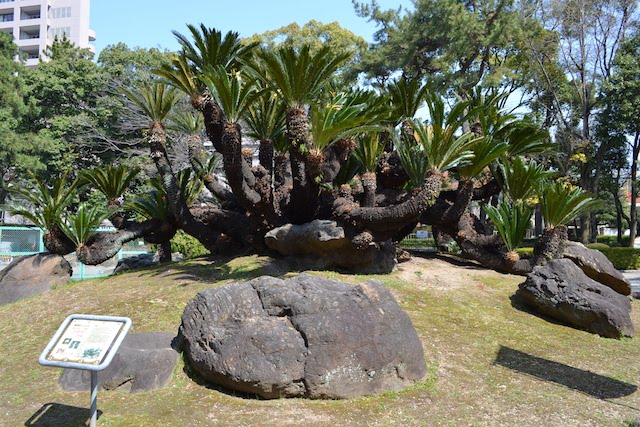 鶴舞公園北東角に「魔よけの樹」として植えられたソテツ