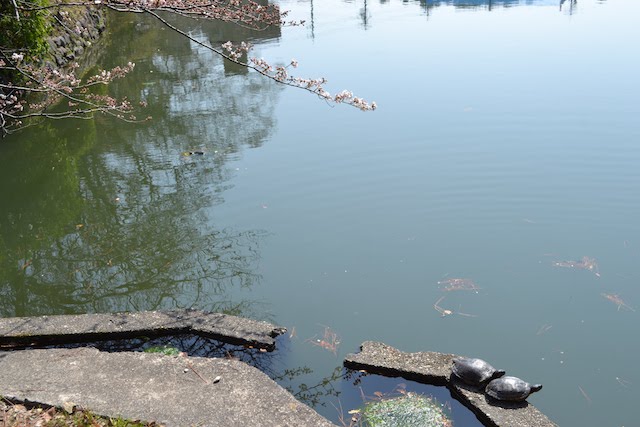 鶴舞公園の竜ヶ池に生息するカメ