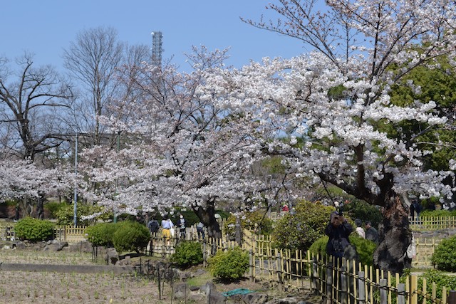 鶴舞公園菖蒲池ほとりで咲く桜