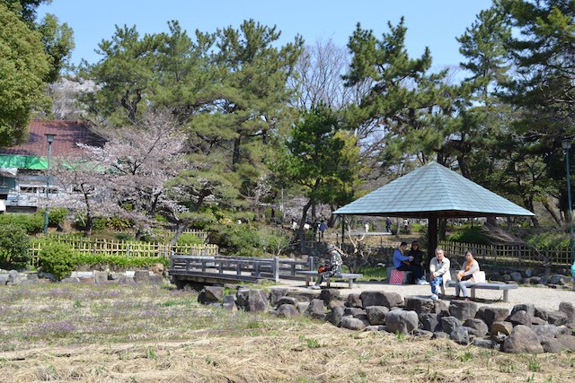 初夏には2万株のハナショウブが咲く鶴舞公園の菖蒲池