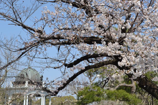 鶴舞公園奏楽堂をバックに七分咲きの桜