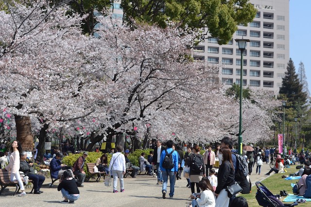 桜が咲き誇る鶴舞公園