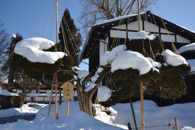 「飛騨の匠文化館」前に立つ樹齢850年の飛騨槇柏（しんぱく）