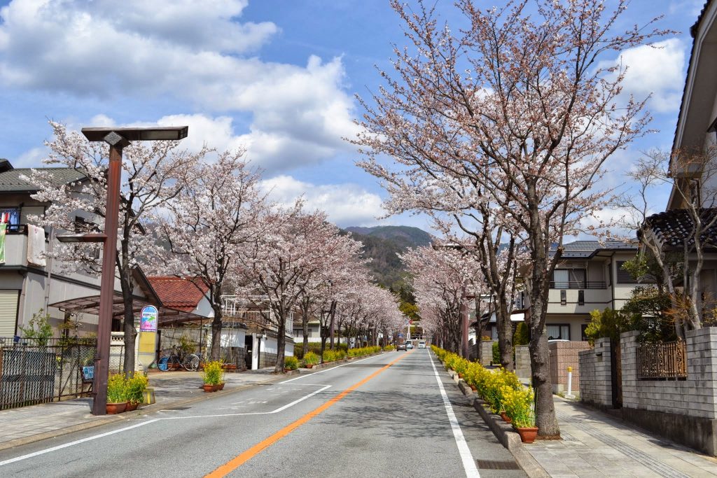 桜並木が美しい武田神社への参道