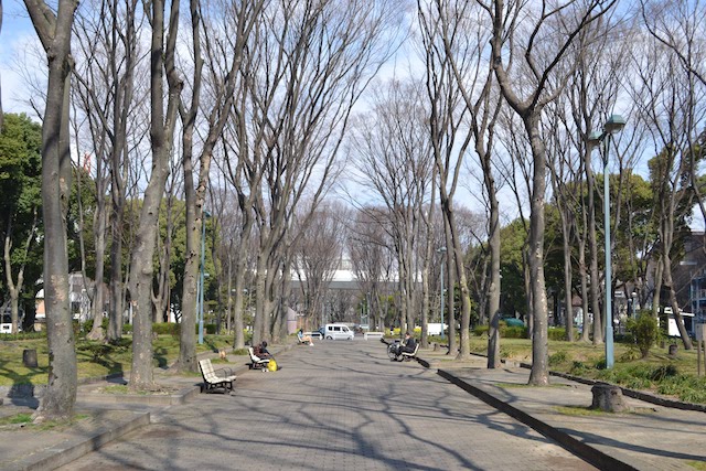 久屋大通公園「リバーパーク」のケヤキ並木