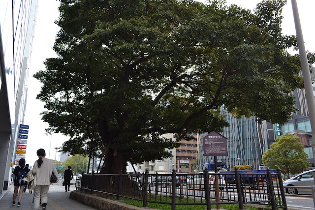 伏見通沿いに立つ樹齢約250年の巨木「御園のタブノキ」